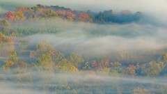 Landscapes nature mist forests