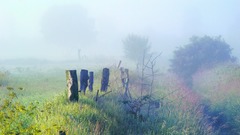 Landscapes nature mist morning