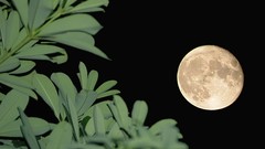 Landscapes nature moon