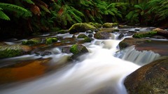 Landscapes nature moss