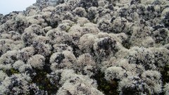 Landscapes nature moss Plants Alexander Pohl La reunion