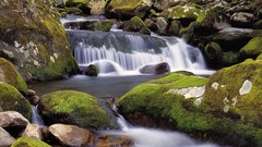 Landscapes nature moss rocks Tennessee forks great smoky 