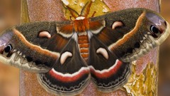 Landscapes nature moth