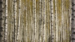 Landscapes nature Mountains birch