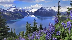 Landscapes nature Mountains British Columbia purple flowers 