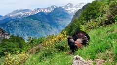 Landscapes nature Mountains clouds Birds Europe grouse