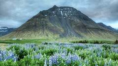 Landscapes nature Mountains clouds iceland lupine