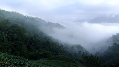 Landscapes nature Mountains clouds tea Taiwan fields
