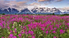 Landscapes nature Mountains land Canada British Columbia pink 