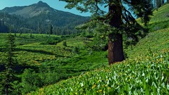 Landscapes nature Mountains meadows