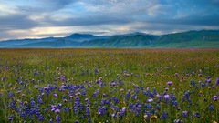 Landscapes nature Mountains meadows California Wildflowers blue 