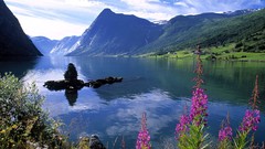 Landscapes nature Mountains Norway Wildflowers