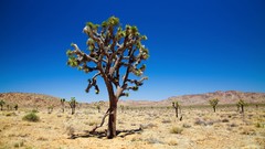 Landscapes nature Mountains sunny Joshua Tree blue skies 