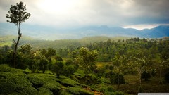Landscapes nature Mountains tea Green
