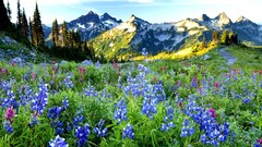 Landscapes nature Mountains Wildflowers blue flowers