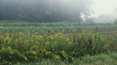 Landscapes nature multiscreen