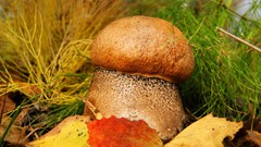 Landscapes nature mushrooms