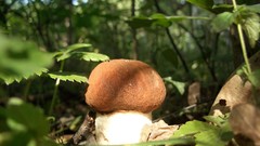 Landscapes nature mushrooms