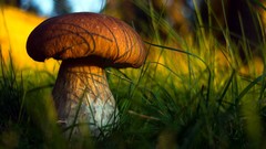 Landscapes nature mushrooms