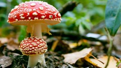 Landscapes nature mushrooms