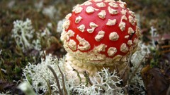 Landscapes nature mushrooms