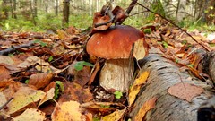 Landscapes nature mushrooms fallen leaves