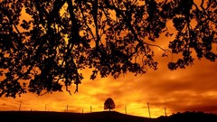 Landscapes nature oak