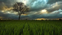 Landscapes nature overcast