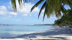 Landscapes nature palm trees