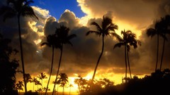 Landscapes nature palm trees