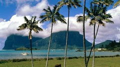 Landscapes nature palm trees