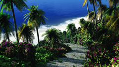 Landscapes nature palm trees