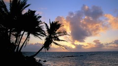 Landscapes nature palm trees