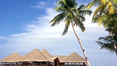 Landscapes nature palm trees