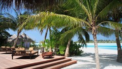 Landscapes nature palm trees