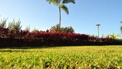 Landscapes nature palm trees