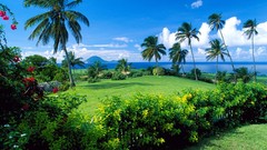 Landscapes nature palm trees