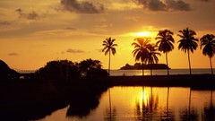 Landscapes nature palm trees
