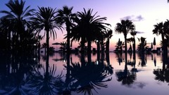 Landscapes nature palm trees