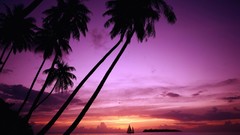 Landscapes nature palm trees