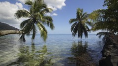 Landscapes nature palm trees
