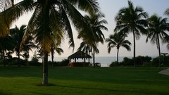 Landscapes nature palm trees