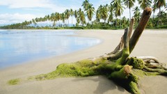Landscapes nature palm trees Beaches