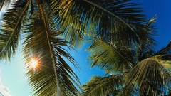 Landscapes nature palm trees caribbean