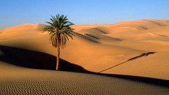 Landscapes nature palm trees deserts