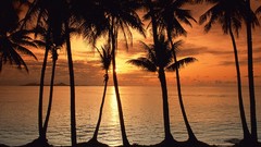 Landscapes nature palm trees Micronesia