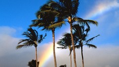 Landscapes nature palm trees rainbows
