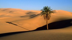 Landscapes nature palm trees Sahara Desert deserts sand dunes