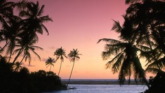 Landscapes nature palm trees silhouettes