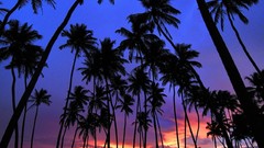 Landscapes nature palm trees silhouettes Sri Lanka